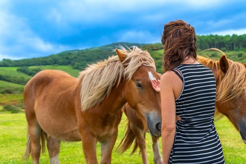 Woman gently touching a brown horse in a vibrant green pasture under a blue sky, fostering a