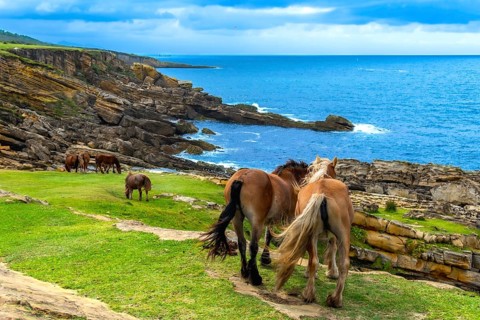 Wild horses are grazing on a green grassy pasture along a dramatic, rocky coastline with an