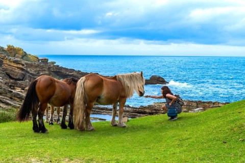 Woman crouching on green grass feeding wild horses along the rugged jaizkibel coastline, with the