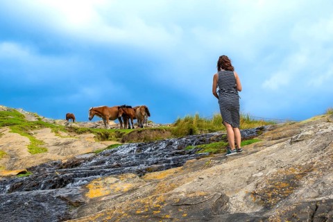 Woman standing on rocky slope, watching a herd of wild horses grazing on a grassy hillside beside a
