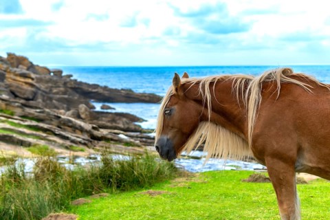 Brown horse standing peacefully on vibrant green grass with a rocky coastline and a bright blue