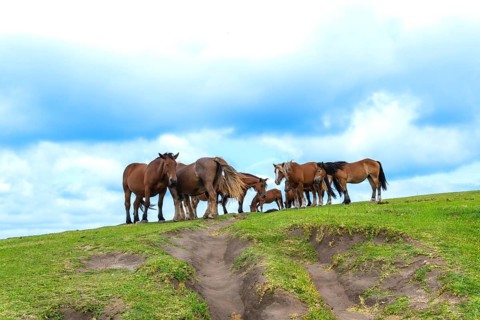 Herd of brown horses with foals grazing on a green hilltop under soft clouds, evoking freedom and