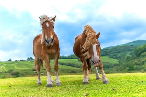 Wild horses with brown coats and blonde manes are grazing freely on the vibrant green pastures of
