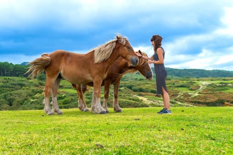 Woman gently petting brown horses in a wide green pasture, sharing a calm moment of bonding and