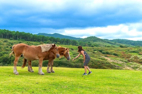 Woman extending an arm, feeding two brown horses standing on a green grass field, with rolling