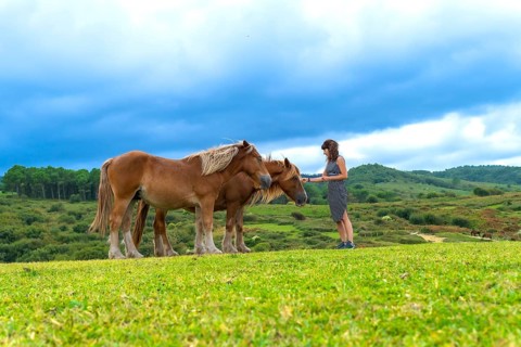 Woman gently petting two horses in a vast green field with rolling hills and a dense forest under a