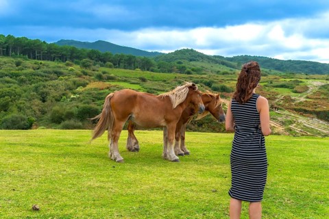 Woman standing with her back to the viewer, observing two horses grazing peacefully in a vibrant
