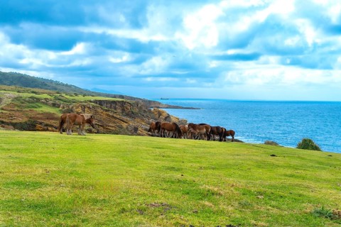 Wild horses are grazing on a green pasture along the rugged coast of mount jaizkibel in the basque