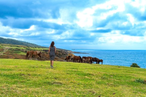 Woman standing on a green cliffside looking at a group of wild horses freely grazing near the blue