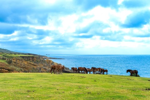 Wild horses form a herd, grazing peacefully on a green grass pasture along rugged ocean cliffs,