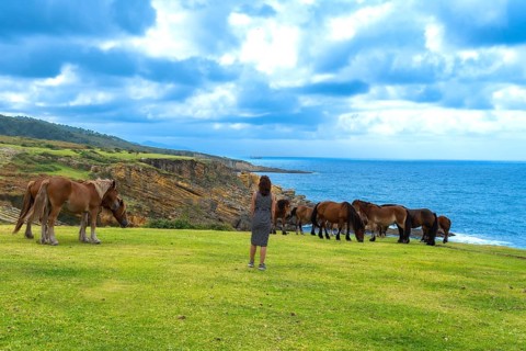Wild horses freely grazing on the vibrant green pasture of mount jaizkibel coastal cliff, with a