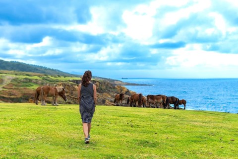 Woman walking along the verdant grass of jaizkibel mountain, observing wild horses grazing freely