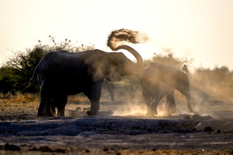 African elephants (Loxodonta africana), blue hour at sand bathing, Nxai Pan National Park, near