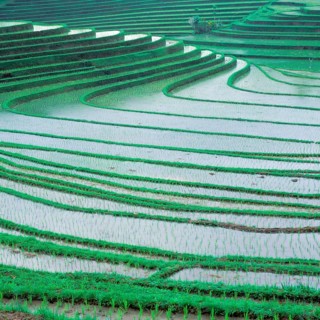 Terraced ice fields north of Antosari, Bali, Indonesia