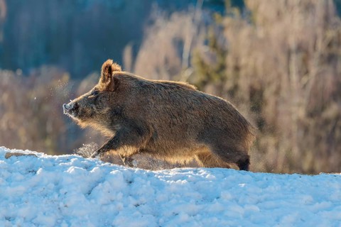 A wild boar (Sus scrofa) stands in the backlight of the sun on a snow-covered mound. A forest can