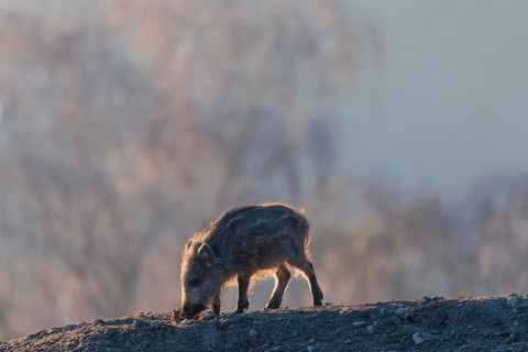 A wild boar piglet (Sus scrofa) runs across a clearing against the light of the sun, searching for