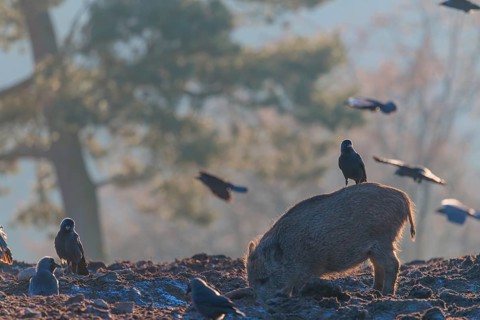 A wild boar (Sus scrofa)stands backlit by the sun on a clearing searching for food. A western