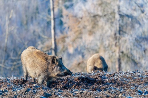 On a sunny day, two wild boars (Sus scrofa) search for food in a frozen field. A forest covered in