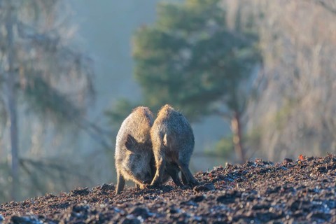 Two young wild boars (Sus scrofa) wrestle with each other in the backlight of the sun in a clearing