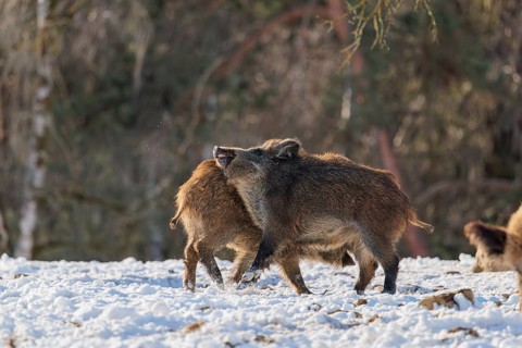 A wild boar (Sus scrofa), runs backlit by the sun across a clearing. Bavaria, Germany