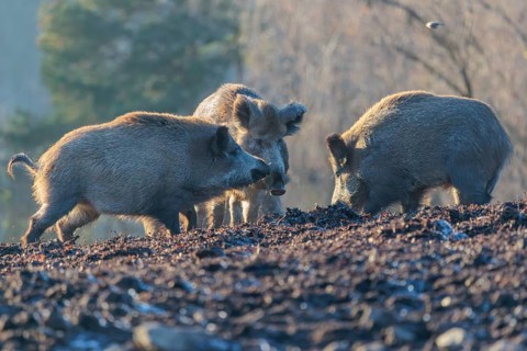 Three wild boars (Sus scrofa) stand in the backlight of the sun in a clearing, searching for food.