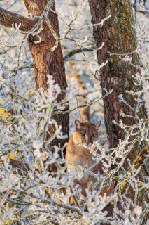 An adult female cougar (Puma concolor) sits high up in a frost-covered oak tree on a sunny, cold