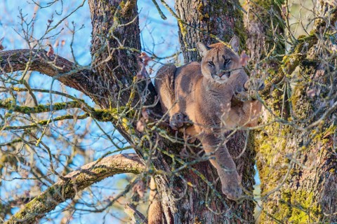 An adult female cougar (Puma concolor) rests high up in an oak tree on a sunny, cold winter day