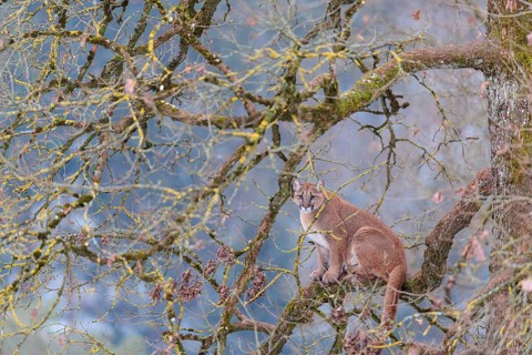 An adult female cougar (Puma concolor) sits high up on a branch in an oak tree on a cold winter day