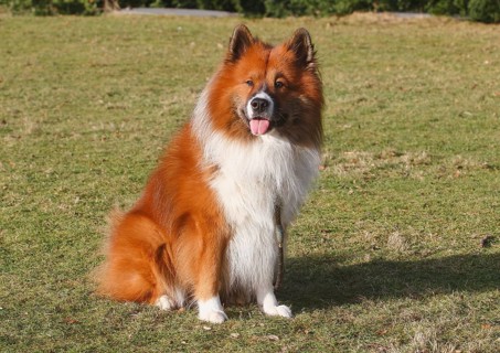 Large Elo (Canis lupus familiaris), 3 years old, sitting on a meadow, North Rhine-Westphalia,