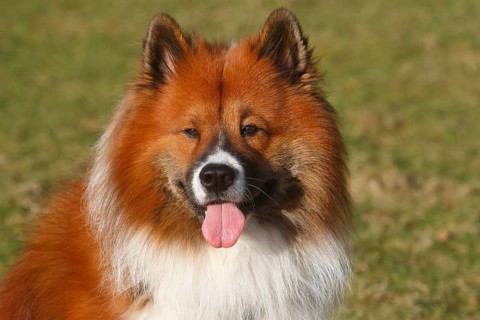 Large Elo (Canis lupus familiaris), male 3 years, portrait, North Rhine-Westphalia, Germany