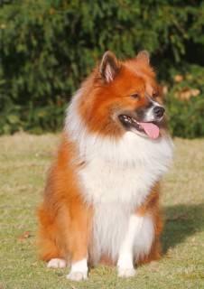 Large Elo (Canis lupus familiaris), 3 years old, sitting on a meadow, North Rhine-Westphalia,