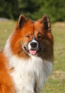 Large Elo (Canis lupus familiaris), male 3 years, portrait, North Rhine-Westphalia, Germany