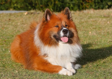 Large Elo (Canis lupus familiaris), male dog, 3 years old, lying on a meadow, North