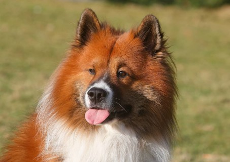 Large Elo (Canis lupus famiilaris), male 3 years, portrait, North Rhine-Westphalia, Germany