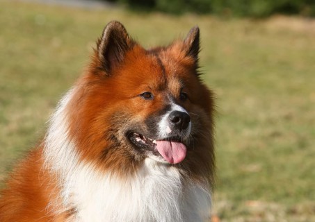 Large Elo (Canis lupus familiaris), male dog, 3 years, portrait, North Rhine-Westphalia, Germany