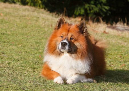 Large Elo (Canis lupus familiaris), male dog, 3 years old, lying on a meadow, North