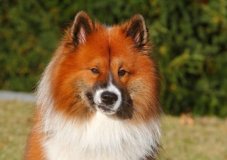 Large Elo (Canis lupus familiaris), male 3 years, portrait, North Rhine-Westphalia, Germany