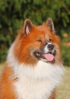 Large Elo (Canis lupus familiaris), male 3 years portrait, side view, North Rhine-Westphalia,