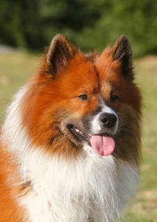 Large Elo (Canis lupus familiaris), male dog, 3 years, portrait, North Rhine-Westphalia, Germany