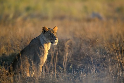 Lioness (Panthera leo) in the morning light in the tall grass, Nxai Pan National Park, near Gweta,