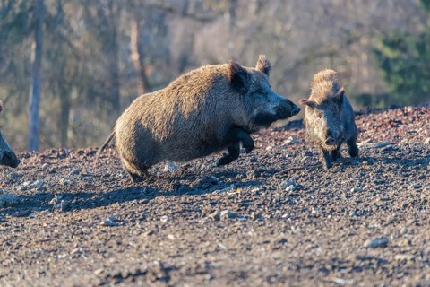 An adult wild boar (Sus scrofa) runs after a young animal and attacks it. A forest can be seen in