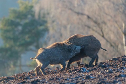Two young wild boars (Sus scrofa) wrestle with each other in the backlight of the sun in a clearing
