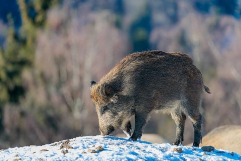 A young wild boar (Sus scrofa) searches for food on a snow-covered hill, backlit by the sun. A