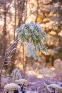 Snowy branches in winter forest at sunrise. The frost sparkles in the warm light. Atmosphere