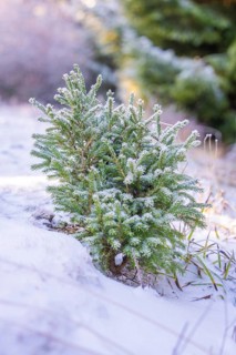 Small Christmas tree covered in snowy landscape, Black Forest, Germany