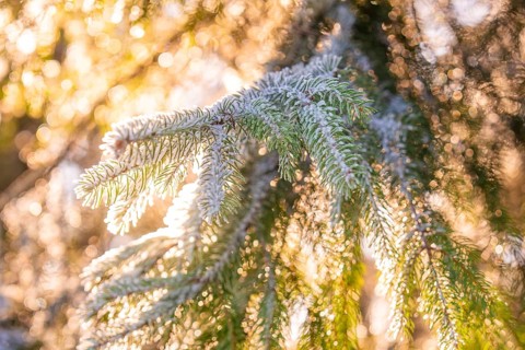Twig of Christmas tree glitters in sunset, Black Forest, Germany