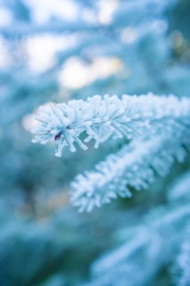 Close-up of a frosty pine branch in winter, Black Forest, Germany