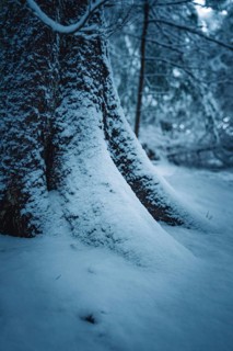 A tree trunk covered with snow on the forest floor, Besenfeld, Black Forest, Germany