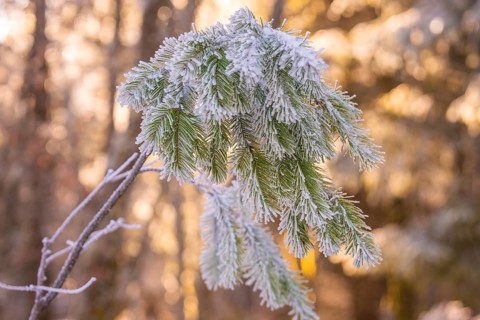 Frosty pine fronds in winter forest, Black Forest, Germany