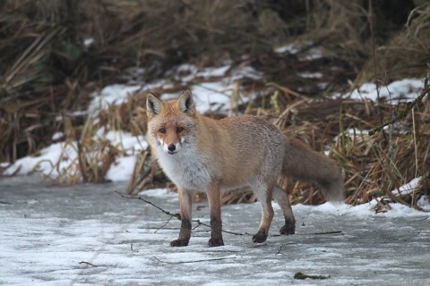 Red fox (Vulpes vulpes) secured on a frozen stream, Allgäu, Bavaria, Germany, Allgäu, Bavaria,
